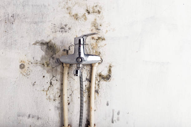 Best Best Mold Removal Companies  in Lden, MA