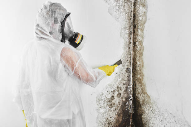 Best Certified Mold Removal  in Lden, MA