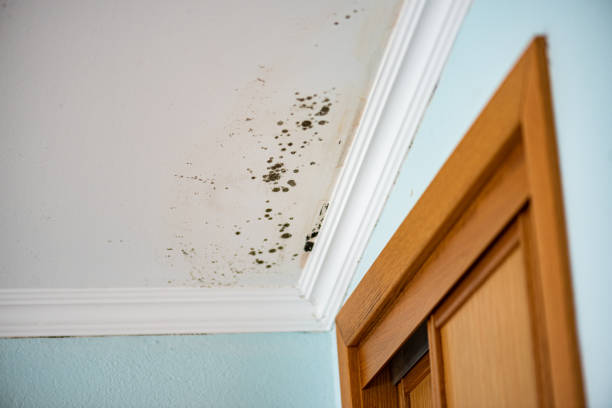 Best Mold Remediation  in Lden, MA
