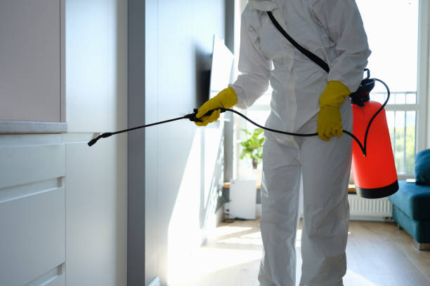 Best Mold Damage Repair  in Lden, MA
