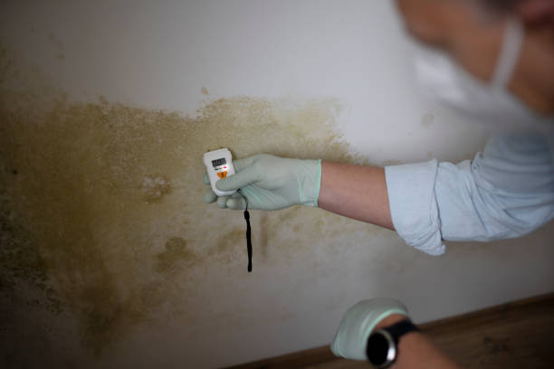 Best Local Mold Removal Service  in Lden, MA