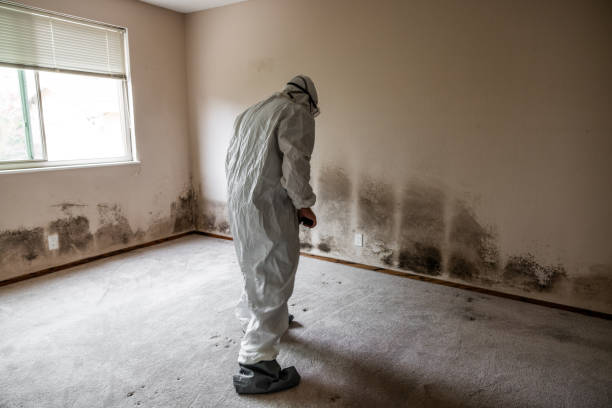 Best Mold Removal Company Near Me  in Lden, MA