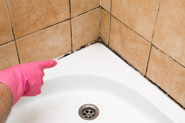 Best Residential Mold Removal  in Lden, MA